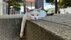 警察学校に迷い込んだガリガリの子猫が…数年後“警視”に昇任!?　警…