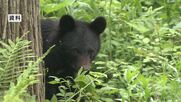 「クマが夜間に出没」通報受け設置した箱わなにクマがかかる　体長1.15m・推定4歳オスの成獣　猟友会が駆除　畑の果樹を食い荒らす被害も　長野・塩尻市
