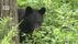「クマが夜間に出没」通報受け設置した箱わなにクマがかかる　体長1.1…