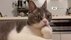 「ニャ、ニャンだこれー!!」猫のコ…