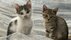 「おまえ、猫飼わんか」イチゴ農園を救った保護猫・コタローが残した…