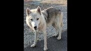 飼われていた「ウルフドッグ」3度目の逃亡　周辺で飼い犬のチワワが死亡　因果関係は不明だが住民からは不安の声も