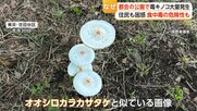 都会の公園にの毒キノコ大量発生　「オオシロカラカサタケ」にご注意　食べれば嘔吐・下痢