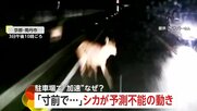 コンビニ駐車場に入り一気に加速“ショートカット追い越し”の瞬間　「寸前でチョチョチョっと…」止まっていたシカが突然飛び出し車と衝突